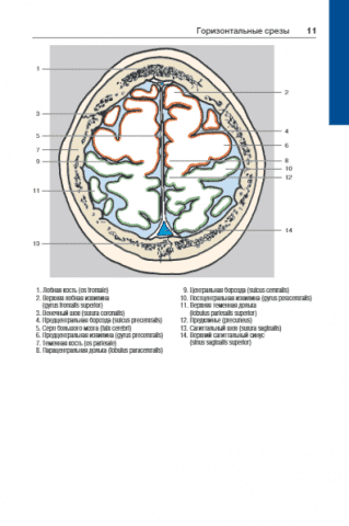 Атлас секційної анатомії людини на прикладі КТ - і МРТ - зрізів в 3-х томах. Том 1. Голова і шия - фото 3