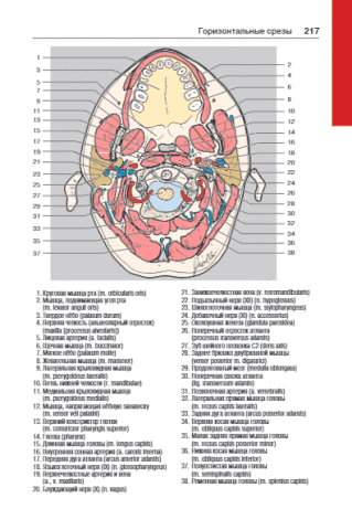 Атлас секційної анатомії людини на прикладі КТ - і МРТ - зрізів в 3-х томах. Том 1. Голова і шия - фото 4