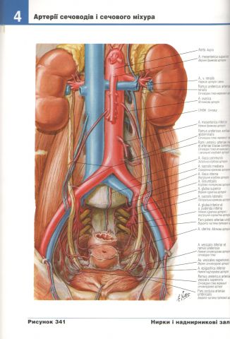 Атлас анатомии человека, Українсько-латинське 4-те видання. Френк Неттер (мяг) - фото 3
