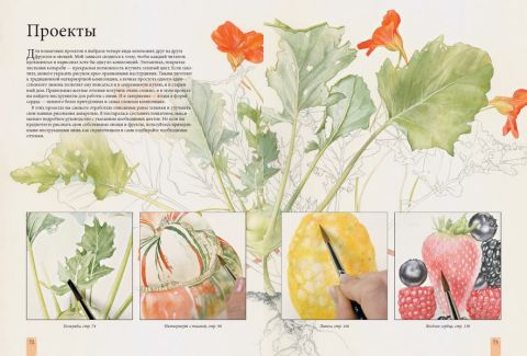 Портрети фруктів і овочів. Практичне керівництво з малювання аквареллю - фото 3