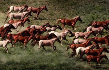 Tony Stromberg, Horses - фото 4