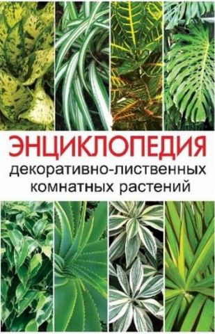 Енциклопедія декоративно-листяних кімнатних рослин - фото 1