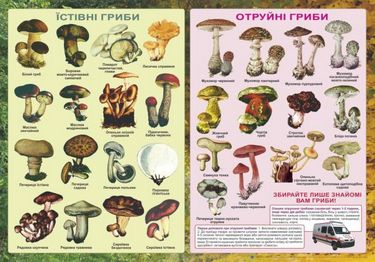 Плакат «Їстівні та отруйні гриби». - фото 1