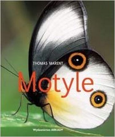 Motyle - фото 1