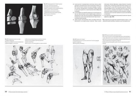 Образ человека. Учебник и практическое руководство по пластической анатомии для художников - фото 3