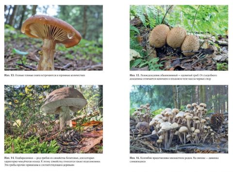 Таємнича життя грибів. Дивовижні чудеса прихованого від очей світу - фото 4