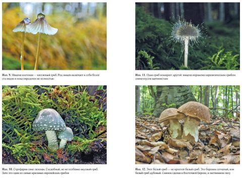 Таємнича життя грибів. Дивовижні чудеса прихованого від очей світу - фото 3