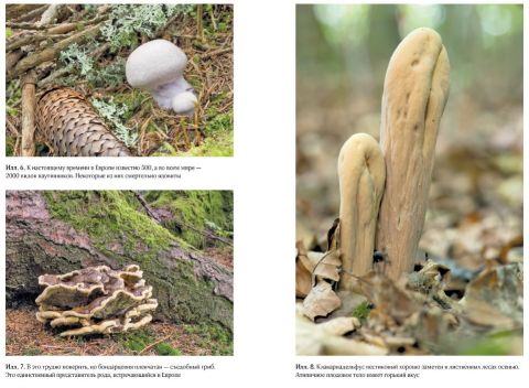 Таємнича життя грибів. Дивовижні чудеса прихованого від очей світу - фото 2