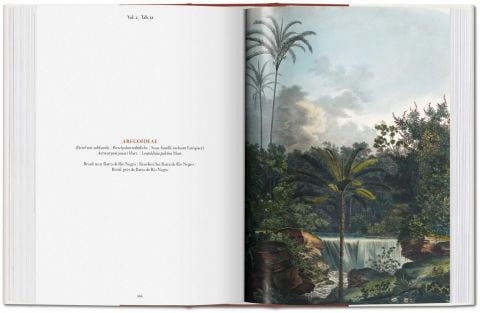 The Book of Palms (Bibliotheca Universalis) (Multilingual Edition) - фото 5