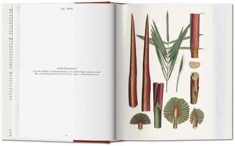 The Book of Palms (Bibliotheca Universalis) (Multilingual Edition) - фото 6