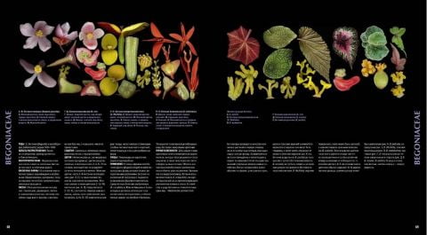 Атлас квіткових рослин. 200 ботанічних сімейств в незвичайних ракурсах і найдрібніших деталях - фото 2