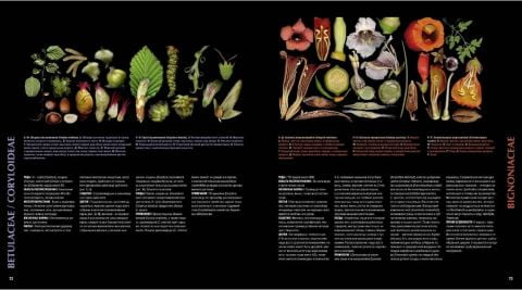 Атлас квіткових рослин. 200 ботанічних сімейств в незвичайних ракурсах і найдрібніших деталях - фото 3