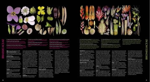 Атлас квіткових рослин. 200 ботанічних сімейств в незвичайних ракурсах і найдрібніших деталях - фото 4