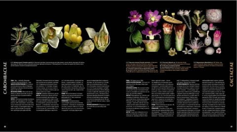 Атлас квіткових рослин. 200 ботанічних сімейств в незвичайних ракурсах і найдрібніших деталях - фото 5