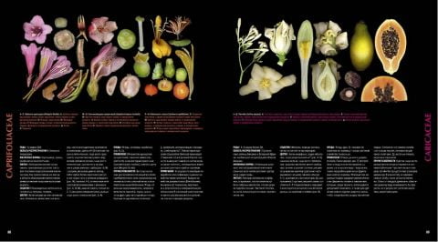 Атлас квіткових рослин. 200 ботанічних сімейств в незвичайних ракурсах і найдрібніших деталях - фото 6