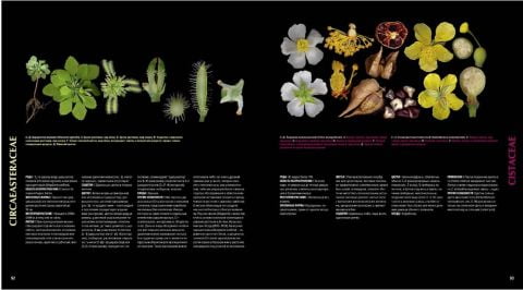 Атлас квіткових рослин. 200 ботанічних сімейств в незвичайних ракурсах і найдрібніших деталях - фото 7