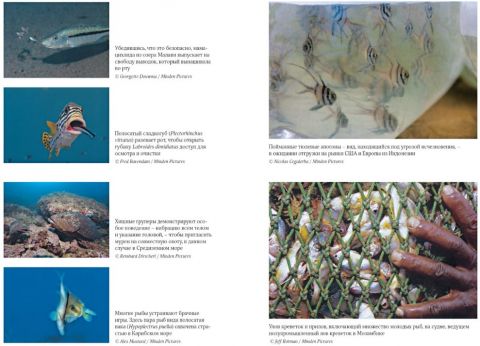 Що знає риба. Внутрішній світ наших підводних побратимів - фото 5