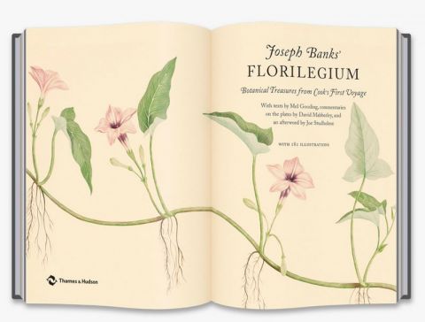 Joseph Banks Florilegium - фото 5