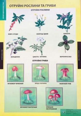ПЛАКАТ Отруйні рослини та гриби - фото 1