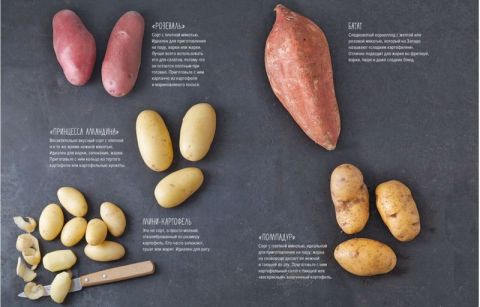 Картошка во всем ее многообразии - фото 4