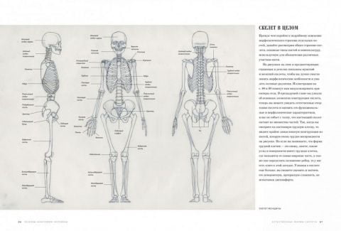 Основы анатомии человека. Наглядное руководство для художников - фото 4