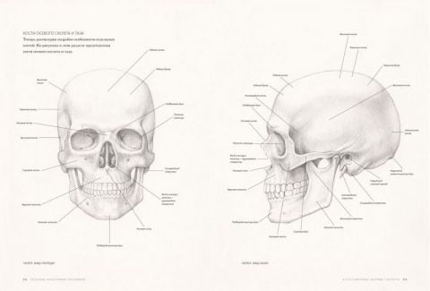 Основы анатомии человека. Наглядное руководство для художников - фото 5