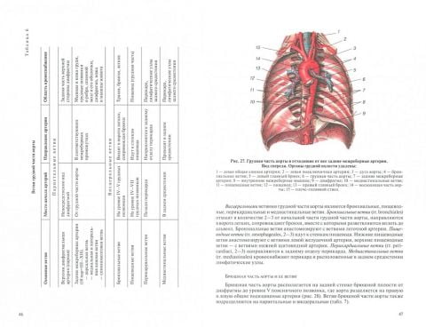 Анатомия человека. Учебник в 3-х т.  Том3  Сосудистая система, нервная система, органы чувств - фото 2