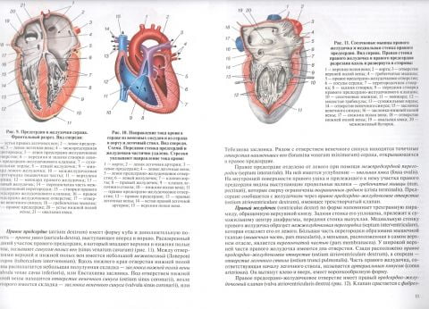 Анатомия человека. Учебник в 3-х т.  Том3  Сосудистая система, нервная система, органы чувств - фото 3
