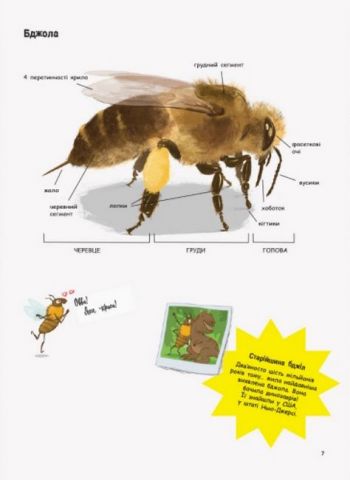 Усе про бджіл... і не тільки - фото 5
