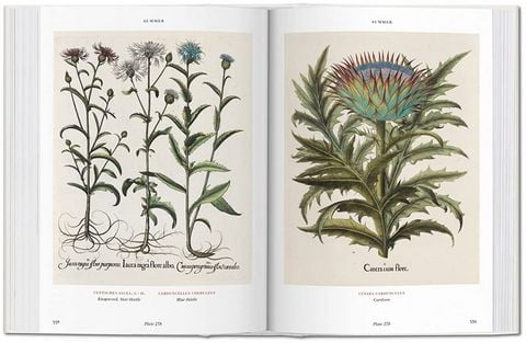 bu - BOOK OF PLANTS-FLORILEGIUM - BU - фото 2