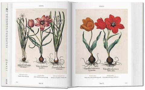 bu - BOOK OF PLANTS-FLORILEGIUM - BU - фото 3