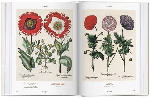 bu - BOOK OF PLANTS-FLORILEGIUM - BU - фото 5