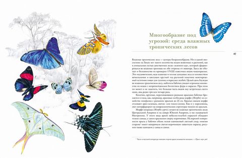 Бабочки. Основы систематики, среда обитания, жизненный цикл и магия совершенства - фото 6