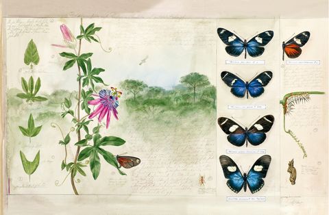 Бабочки. Основы систематики, среда обитания, жизненный цикл и магия совершенства - фото 7