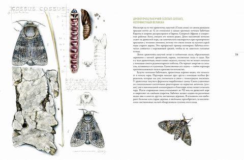Бабочки. Основы систематики, среда обитания, жизненный цикл и магия совершенства - фото 8