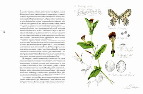 Бабочки. Основы систематики, среда обитания, жизненный цикл и магия совершенства - фото 9