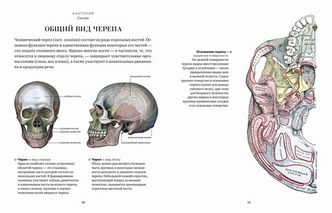 Анатомия (с иллюстрациями из классической 