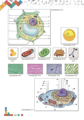 Візуалізація навчального матеріалу на уроках біології у 9 класі: навчально-методичний посібник для вчителів - фото 5