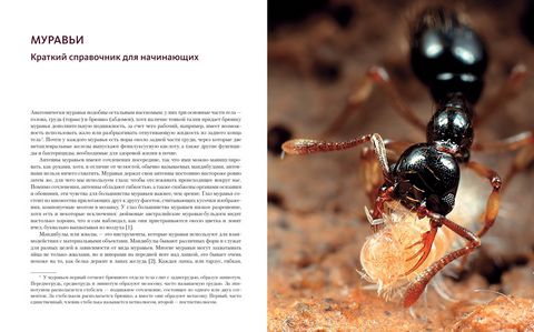 Приключения среди муравьев. Путешествие по земному шару с триллионами суперорганизмов - фото 4