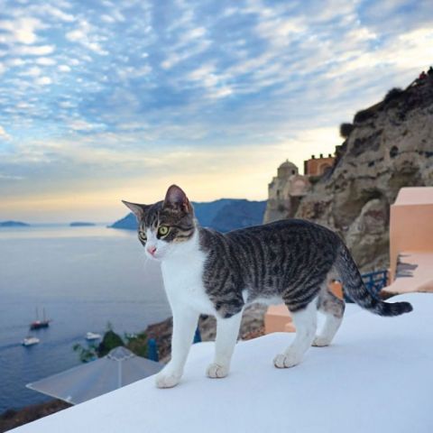 Greek+Island+Cats+2022 - фото 2