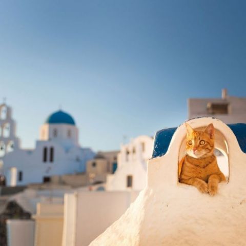 Greek+Island+Cats+2022 - фото 3