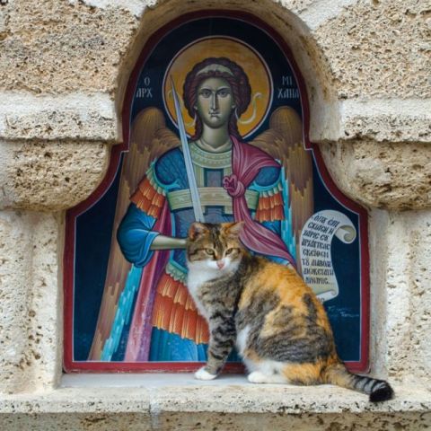 Greek+Island+Cats+2022 - фото 5