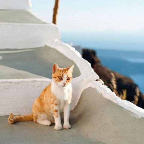 Greek+Island+Cats+2022 - фото 7