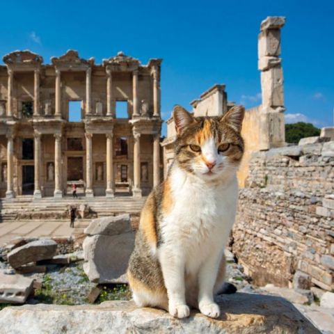 Greek+Island+Cats+2022 - фото 8