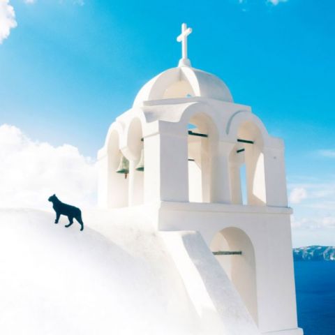 Greek+Island+Cats+2022 - фото 10
