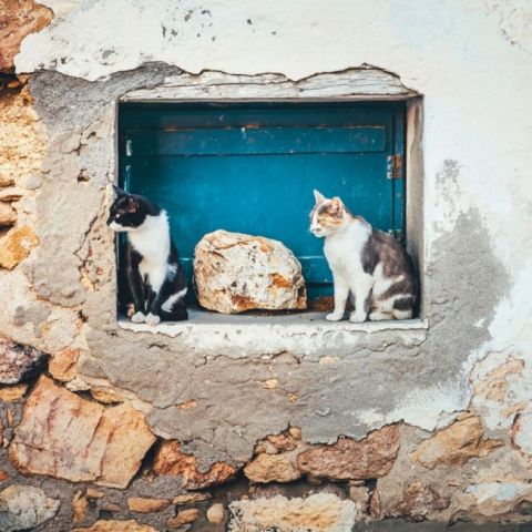 Greek+Island+Cats+2022 - фото 12