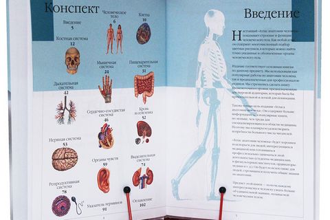 Атлас анатомии человека - фото 2