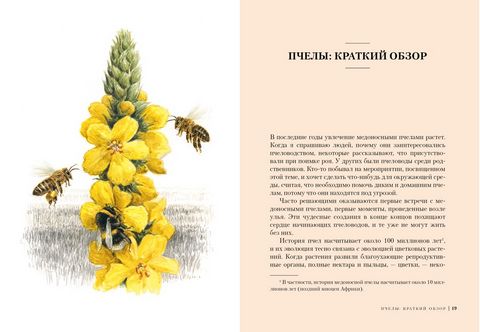 Пчелы. Что человек и пчела значат друг для друга - фото 3