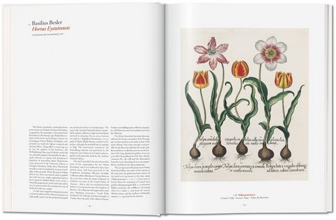 A Garden Eden. Masterpieces of Botanical Illustration - фото 3