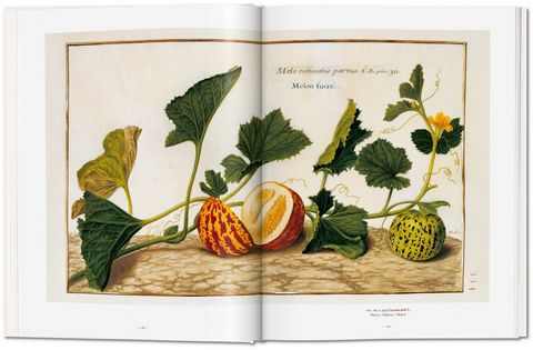 A Garden Eden. Masterpieces of Botanical Illustration - фото 5